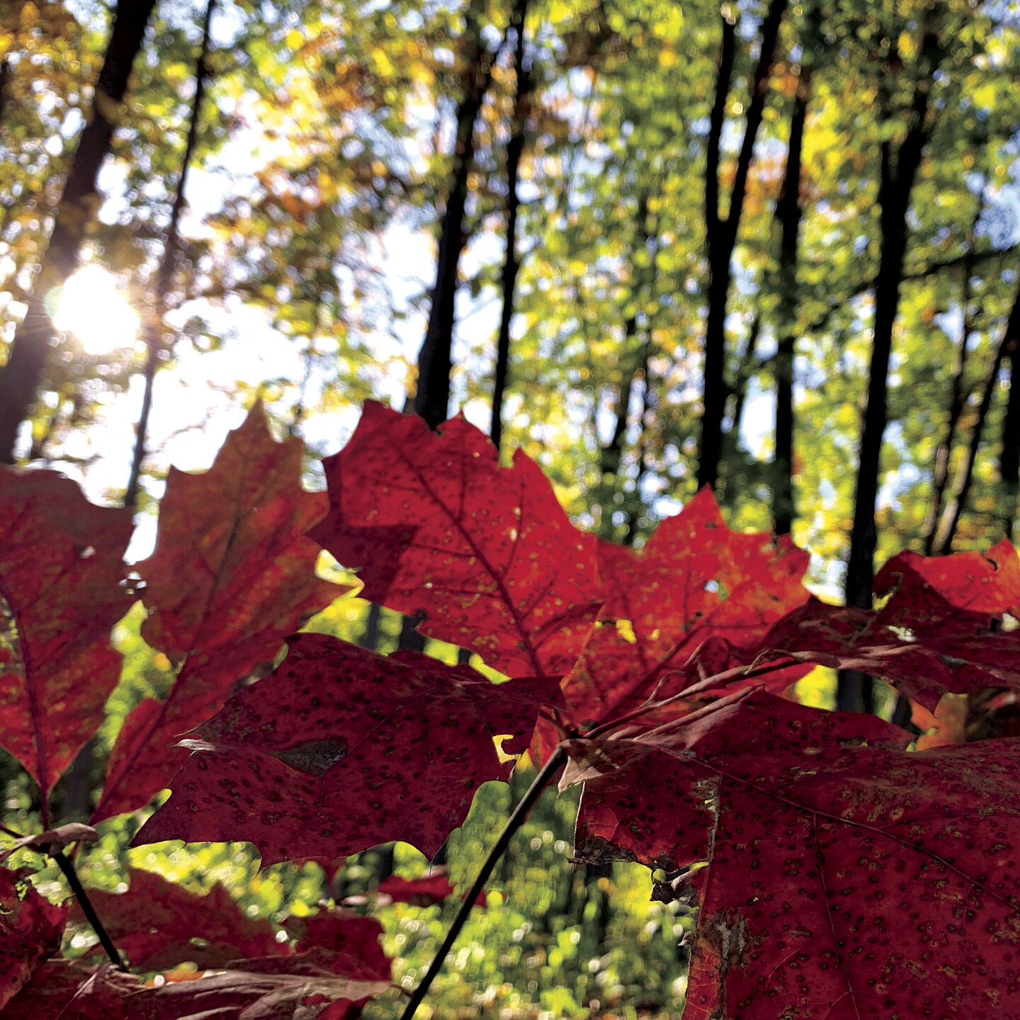 Sun-kissed autumn — Resorter cover Nov. 1, 2023